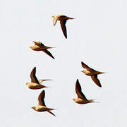 Spotted Sandgrouse