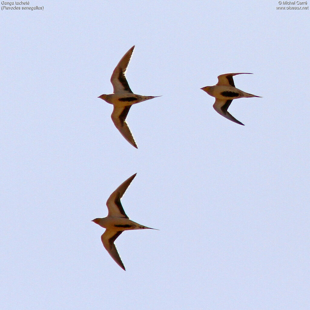 Spotted Sandgrouse, Flight