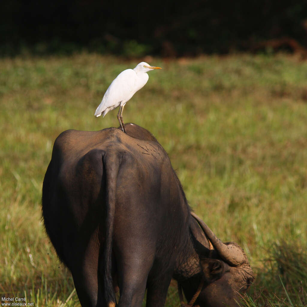 Eastern Cattle Egretadult post breeding, identification