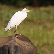 Eastern Cattle Egret