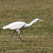 Eastern Cattle Egret