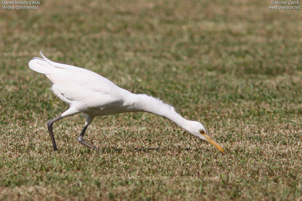 Eastern Cattle Egretadult post breeding