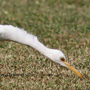 Eastern Cattle Egret