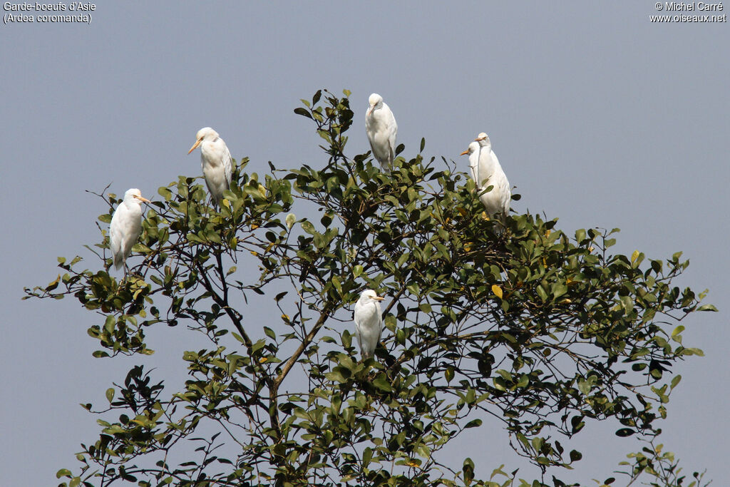 Eastern Cattle Egret