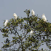 Eastern Cattle Egret