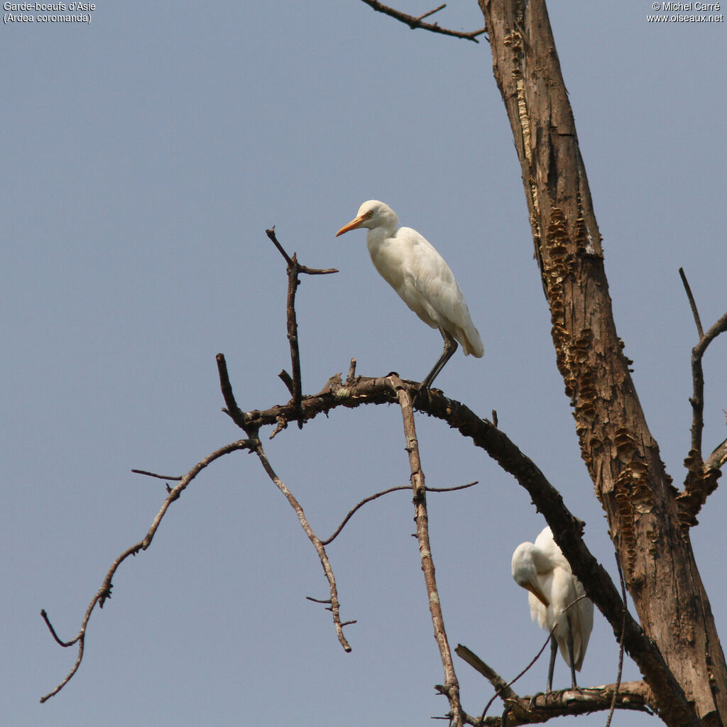 Eastern Cattle Egretadult post breeding