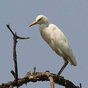 Eastern Cattle Egret