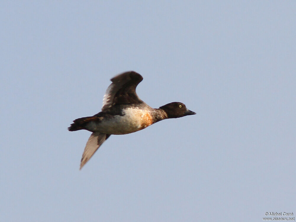 Common Goldeneye