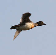 Common Goldeneye