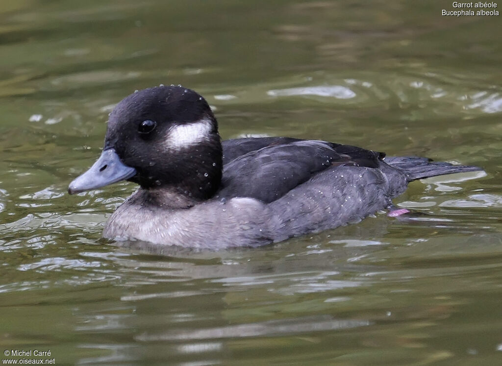 Bufflehead female adult