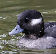 Bufflehead