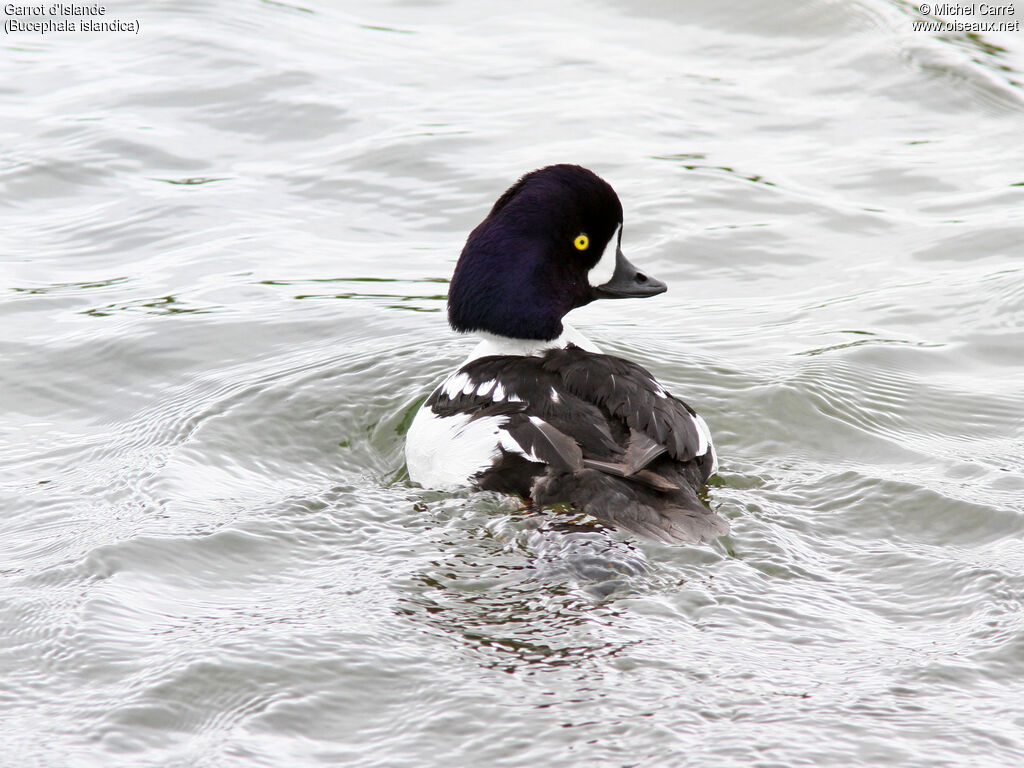 Barrow's Goldeneye male adult breeding