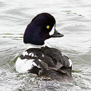 Barrow's Goldeneye