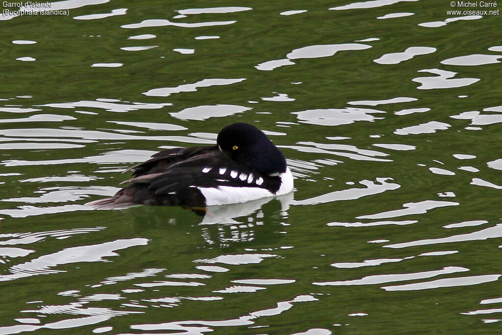 Garrot d'Islande mâle adulte nuptial