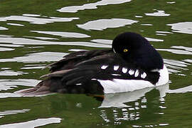 Barrow's Goldeneye