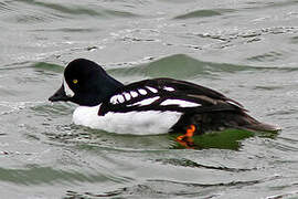 Barrow's Goldeneye