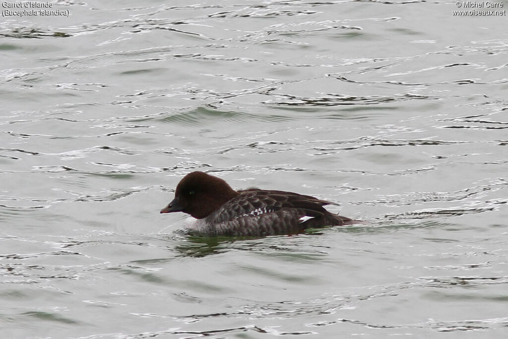 Barrow's Goldeneye