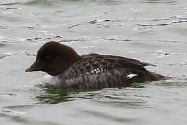 Barrow's Goldeneye