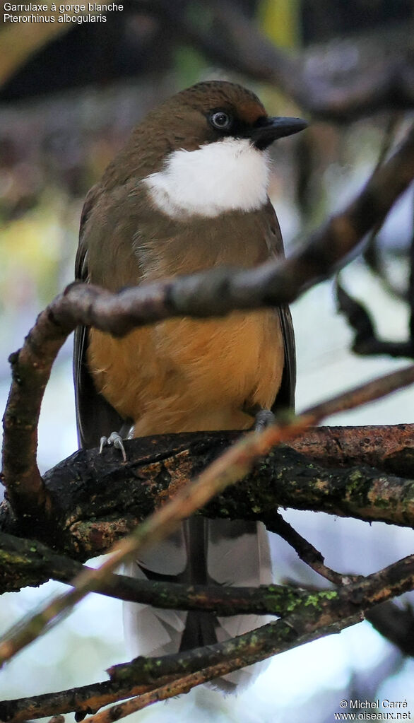 White-throated Laughingthrushadult