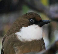 White-throated Laughingthrush