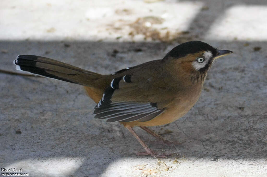 Moustached Laughingthrush, identification