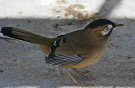 Moustached Laughingthrush