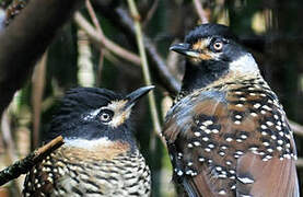 Spotted Laughingthrush