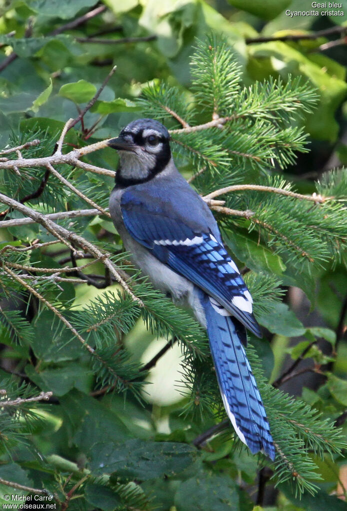 Blue Jayadult