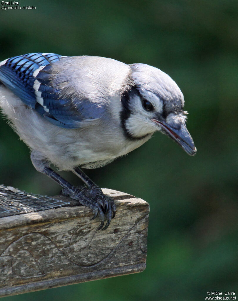 Blue Jayadult