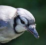 Blue Jay