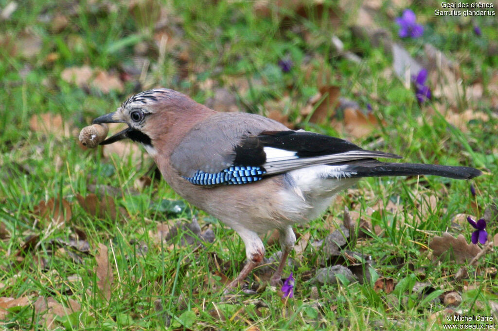 Eurasian Jayadult