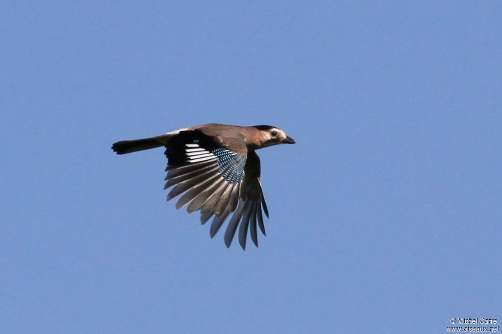 Eurasian Jay, Flight