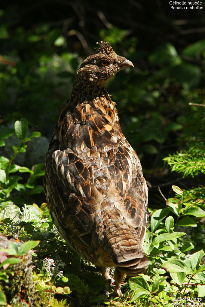 Ruffed Grouse