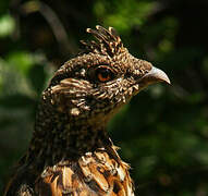 Ruffed Grouse