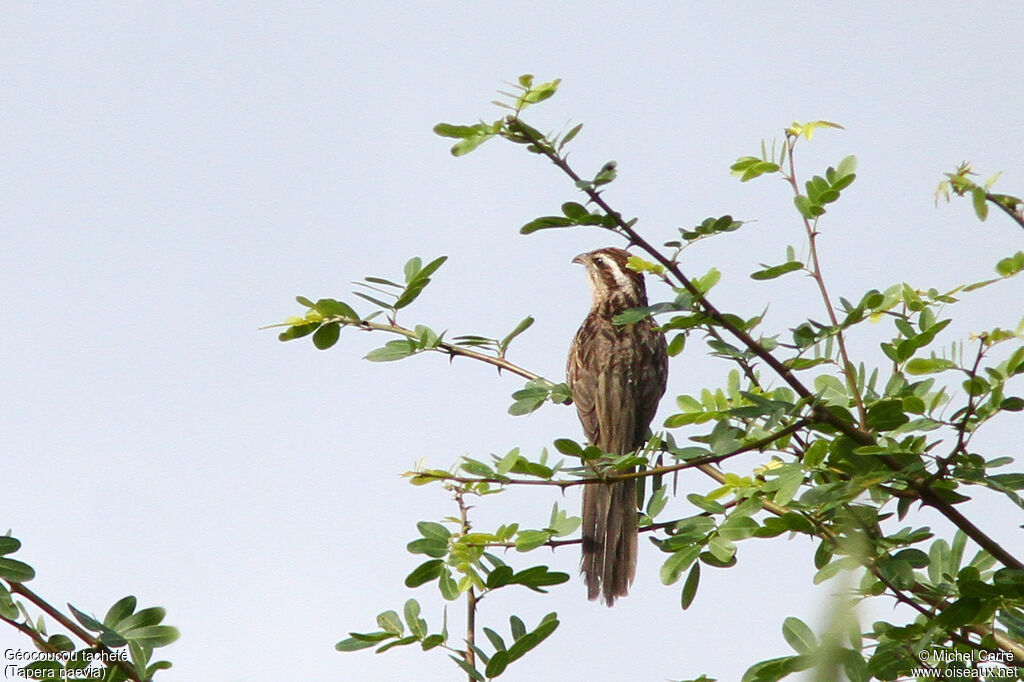 Striped Cuckoo