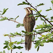 Striped Cuckoo