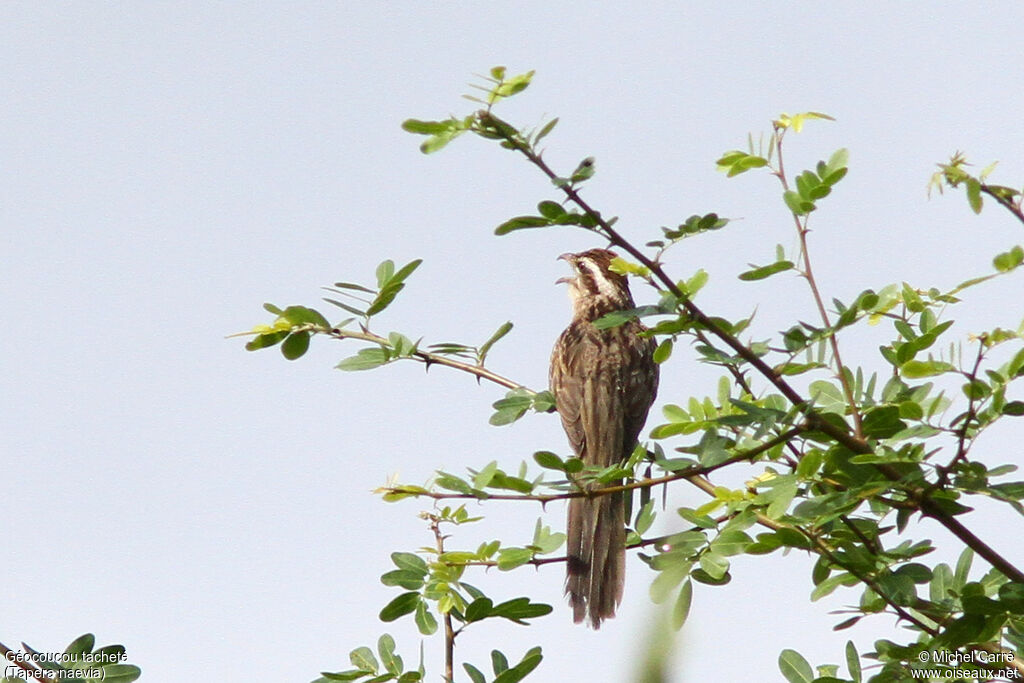 Striped Cuckoo