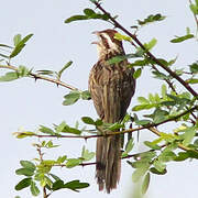 Striped Cuckoo