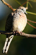 Zebra Dove