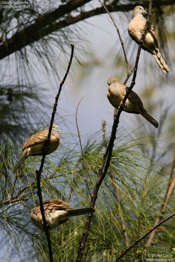 Zebra Dove