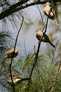 Zebra Dove