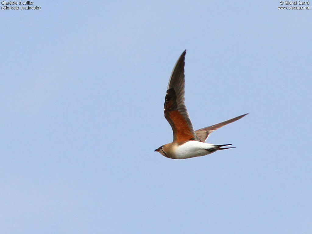 Collared Pratincole