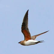 Collared Pratincole