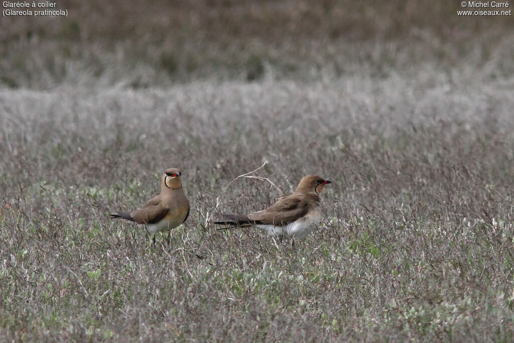 Collared Pratincoleadult