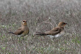 Collared Pratincole