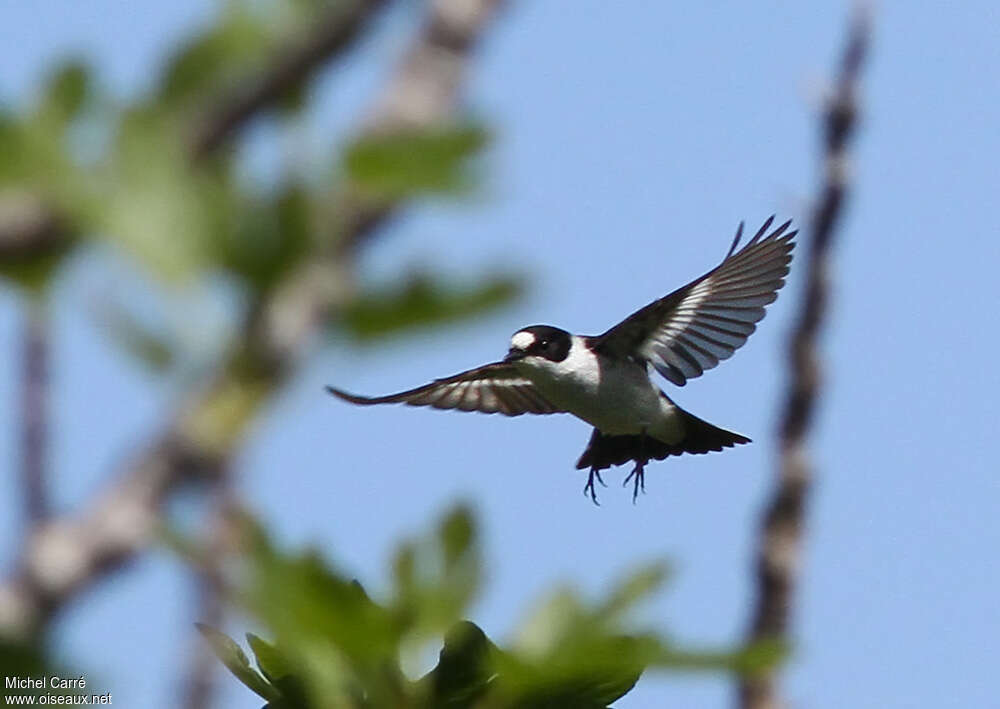 Collared Flycatcher male adult breeding, Flight, fishing/hunting