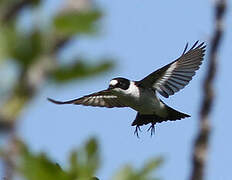 Collared Flycatcher