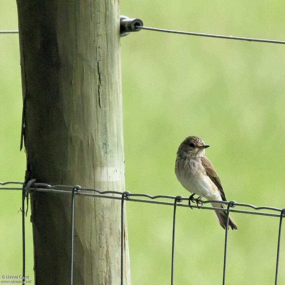 Spotted Flycatcher