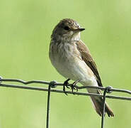 Spotted Flycatcher