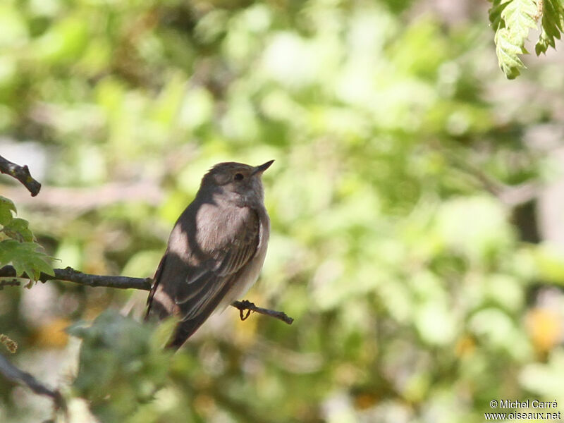 Spotted Flycatcher female adult